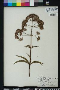 Eutrochium fistulosum image