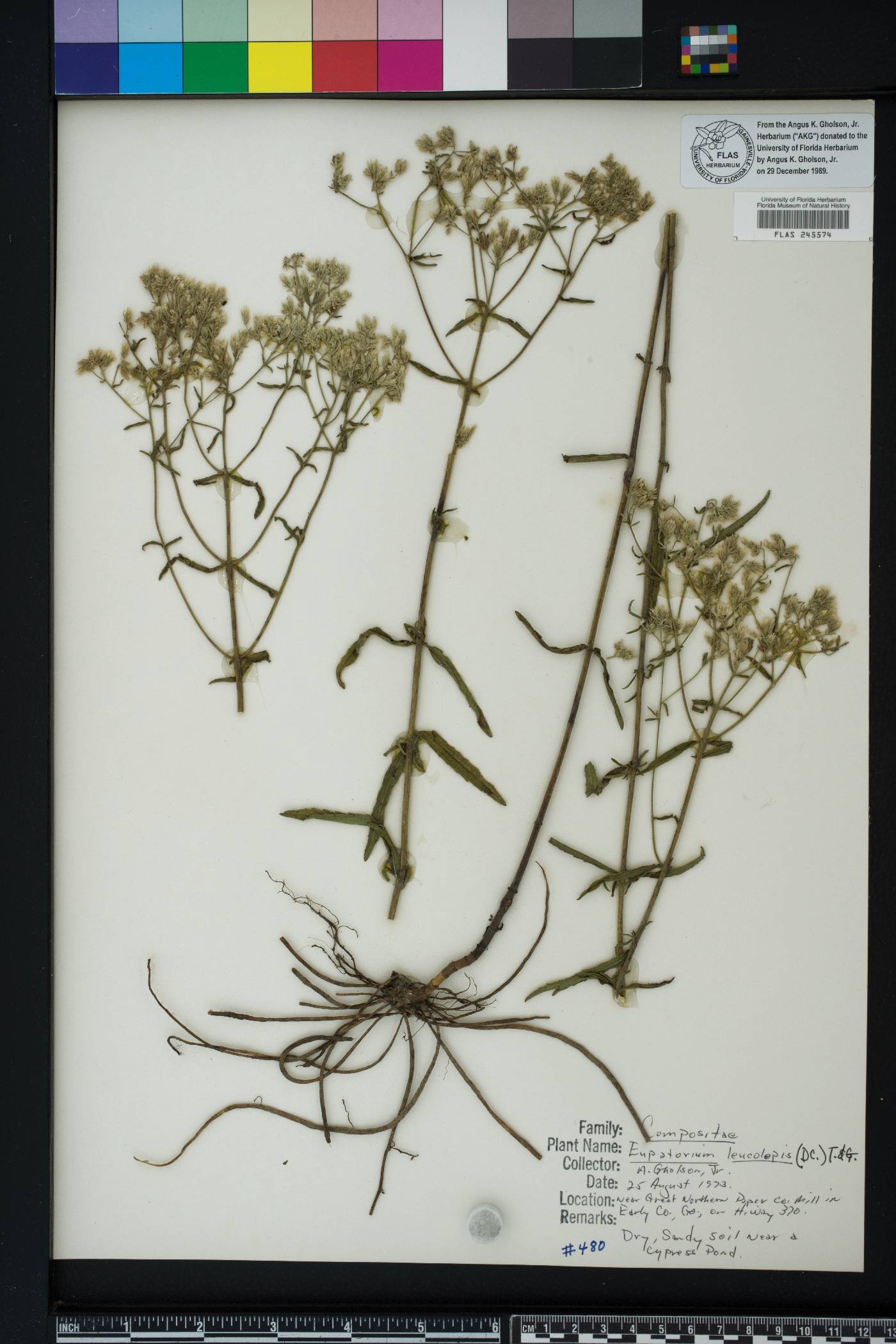 Eupatorium leucolepis image