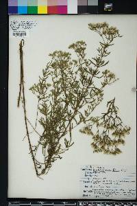 Eupatorium linearifolium image