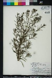 Eupatorium mohrii image