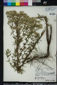 Eupatorium mohrii image