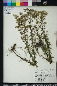 Eupatorium mohrii image