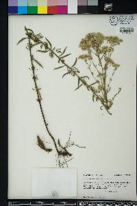 Eupatorium mohrii image