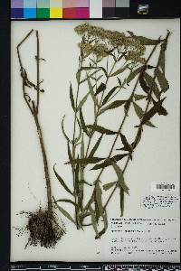 Eupatorium resinosum image