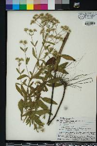 Eupatorium semiserratum image