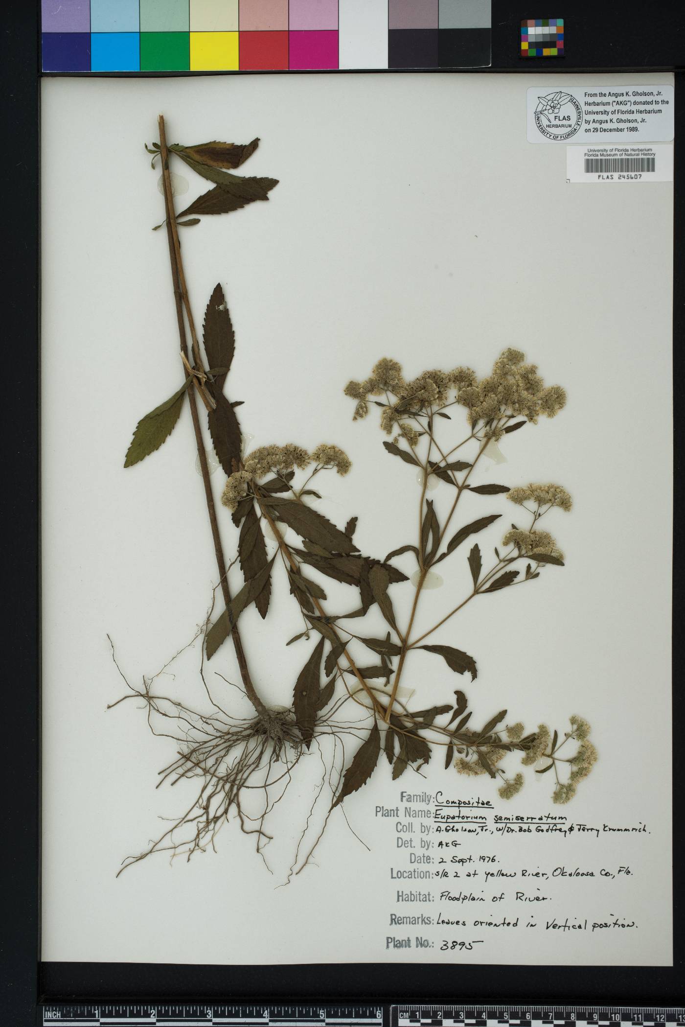 Eupatorium semiserratum image