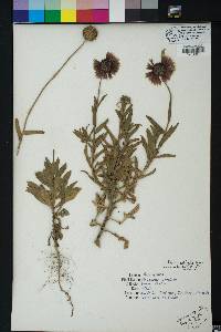 Gaillardia pulchella image