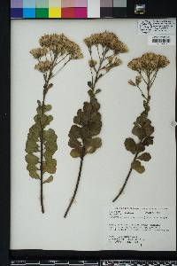 Garberia heterophylla image