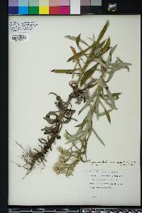 Pseudognaphalium helleri image