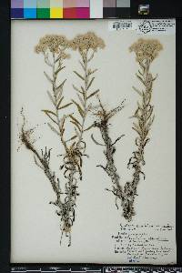 Pseudognaphalium obtusifolium subsp. obtusifolium image