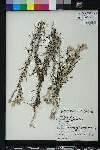 Pseudognaphalium obtusifolium subsp. obtusifolium image