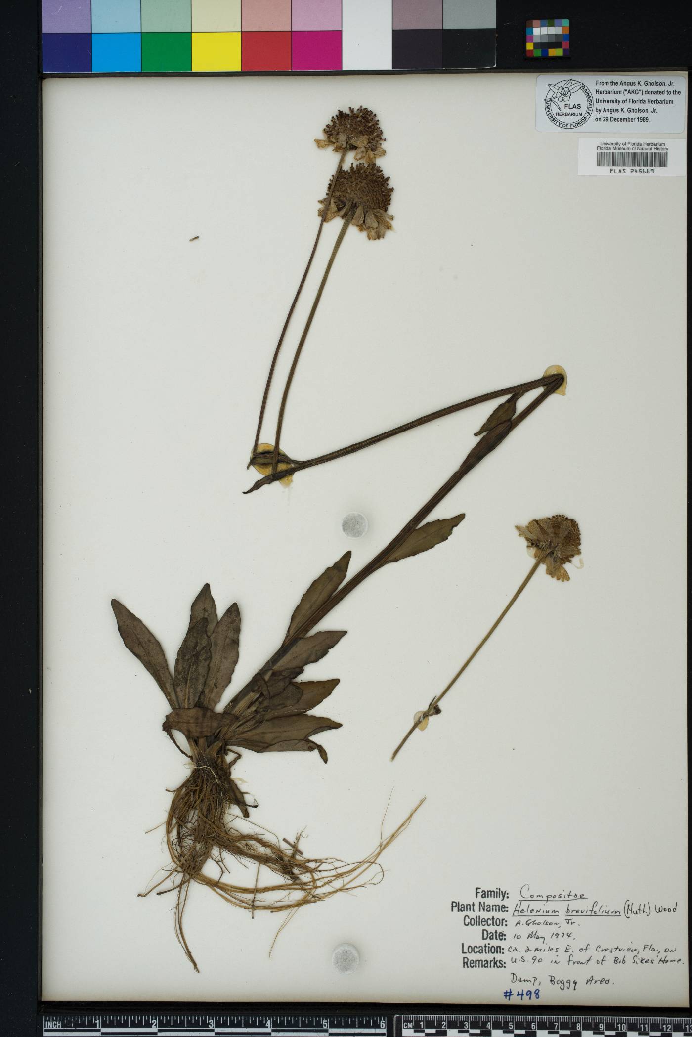 Helenium brevifolium image