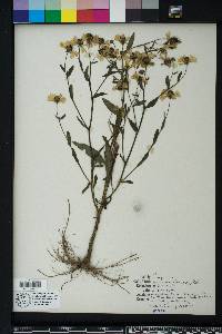 Helenium flexuosum image