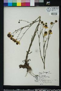 Helenium flexuosum image