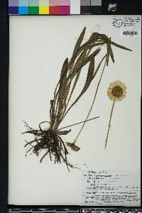 Helenium vernale image