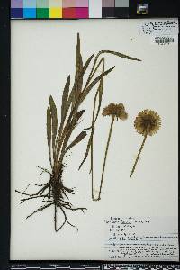 Helenium vernale image