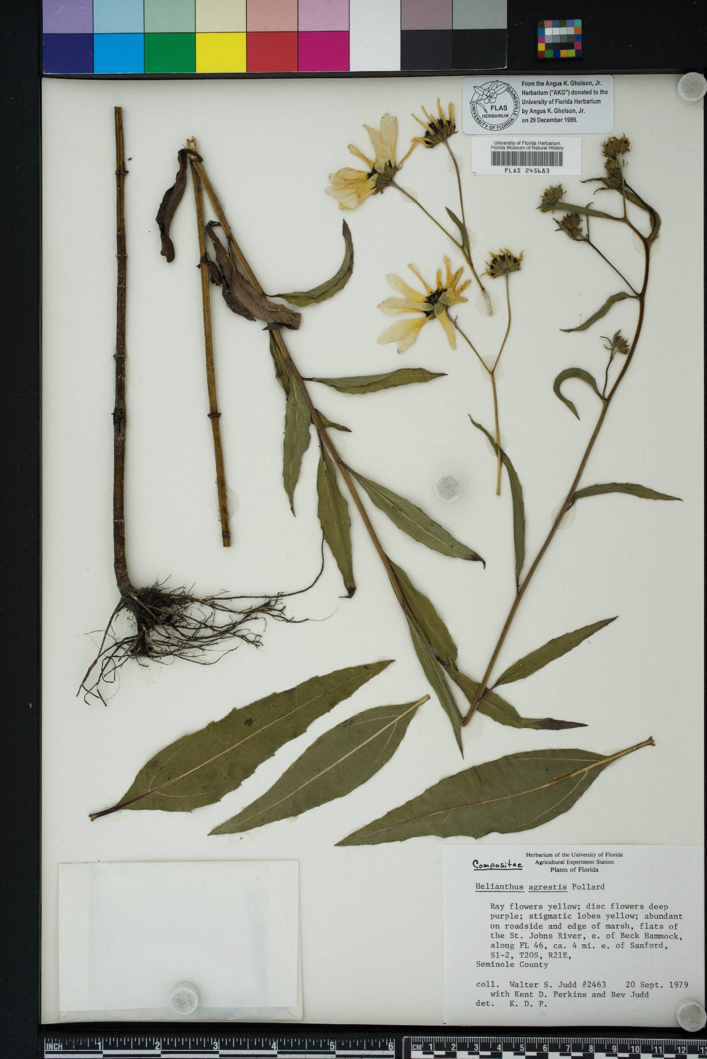 Helianthus agrestis image