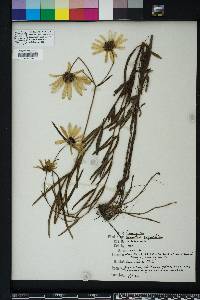 Helianthus angustifolius image
