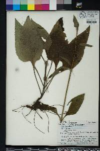 Helianthus atrorubens image