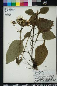 Helianthus atrorubens image