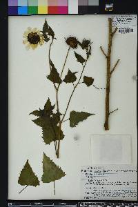 Helianthus debilis image