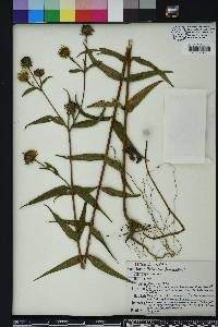 Helianthus divaricatus image