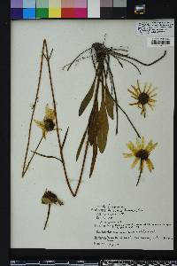 Helianthus heterophyllus image