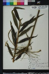 Helianthus simulans image