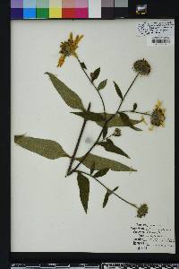 Helianthus strumosus image