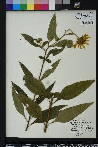 Helianthus strumosus image