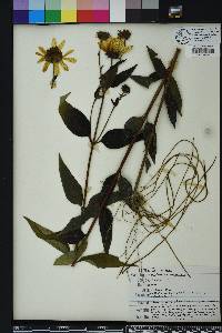 Helianthus strumosus image