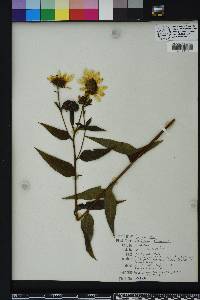 Helianthus strumosus image