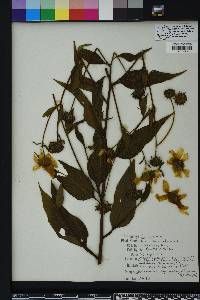 Helianthus tuberosus image