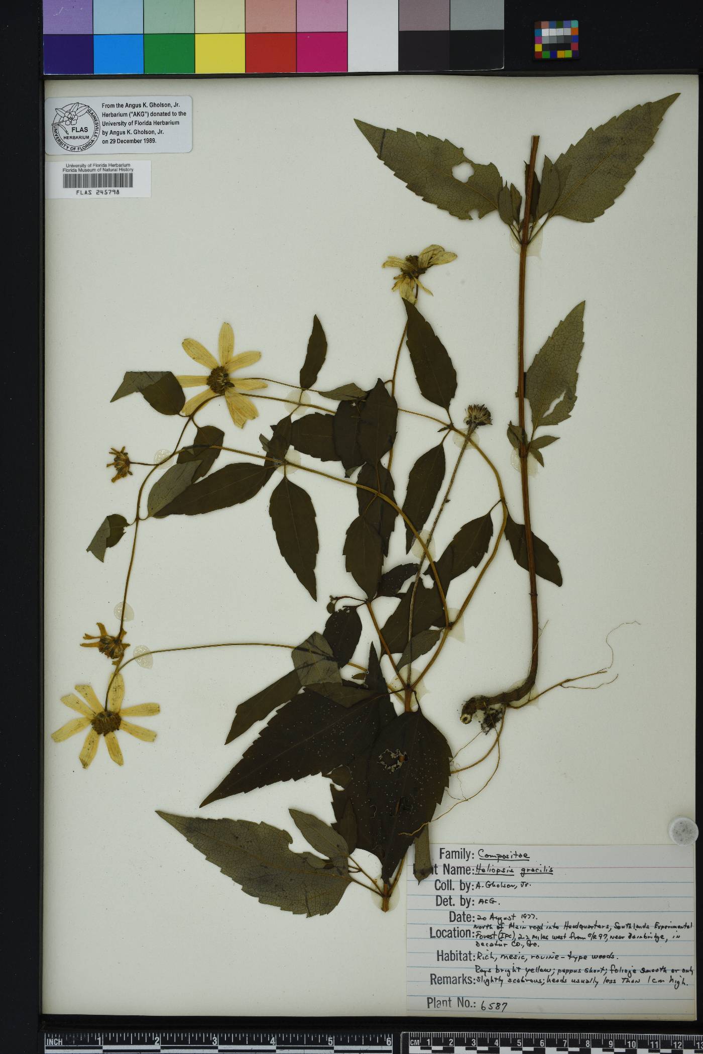 Heliopsis gracilis image