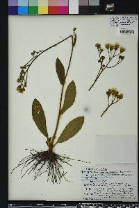 Hieracium megacephalon image