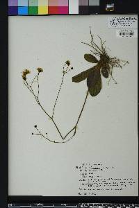 Hieracium venosum image