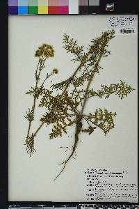 Hymenopappus scabiosaeus image