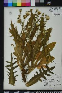 Hypochaeris brasiliensis var. tweediei image