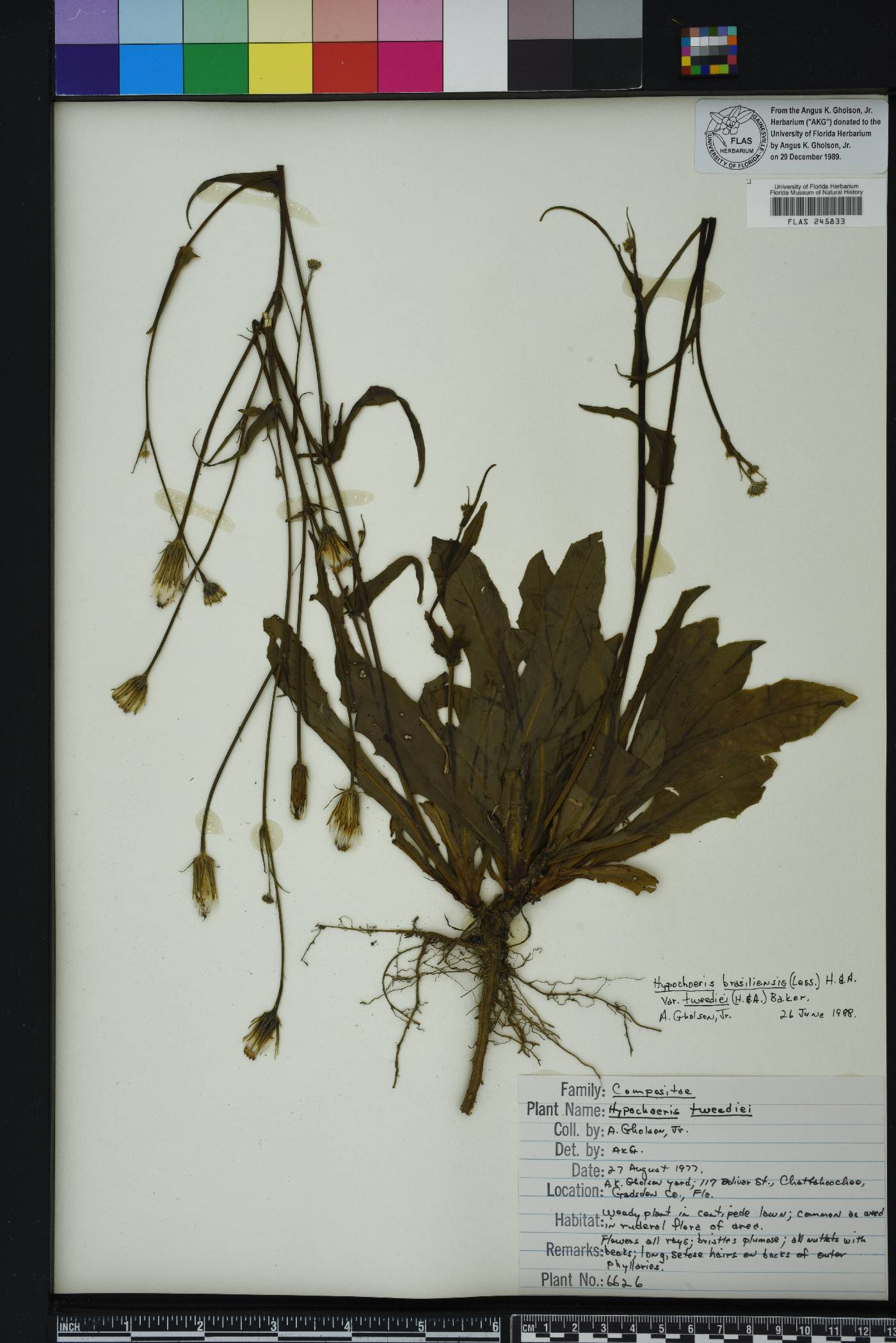 Hypochaeris chillensis image