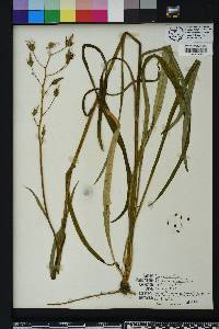 Lactuca graminifolia image