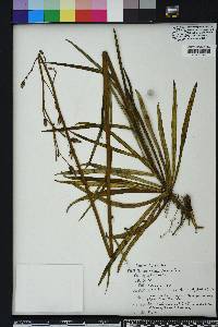 Lactuca graminifolia image