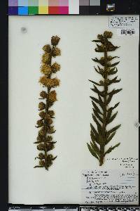 Liatris aspera image