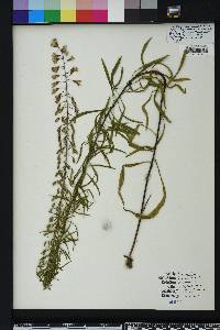 Liatris gracilis image