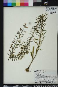 Liatris gracilis image