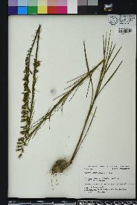 Liatris acidota image