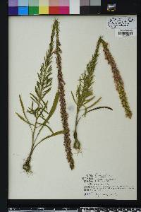 Liatris chapmanii image