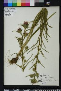 Liatris squarrosa image