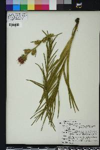 Liatris squarrosa image