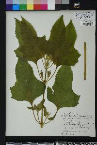 Melanthera nivea image