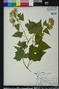 Mikania cordifolia image